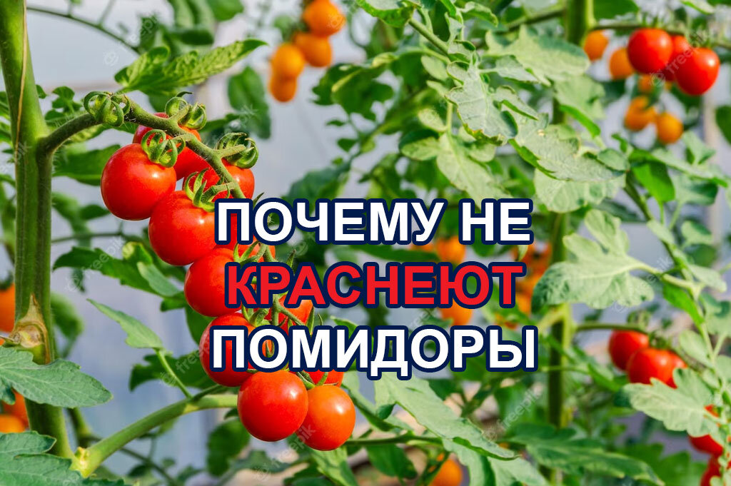 Почему помидоры краснеют