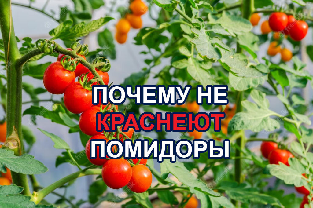 Почему помидоры не краснеют? Вот что нужно сделать прямо сейчас — Полезно