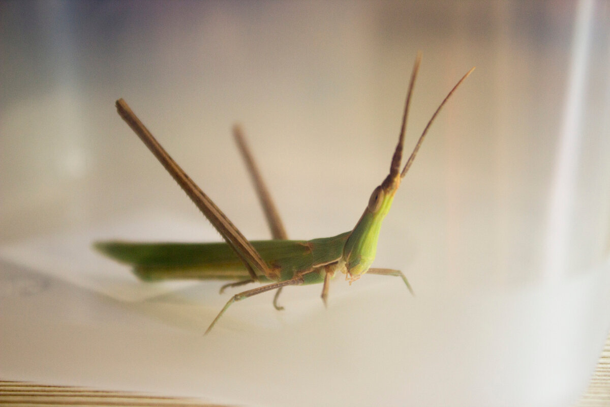 Кузнечик-акрида