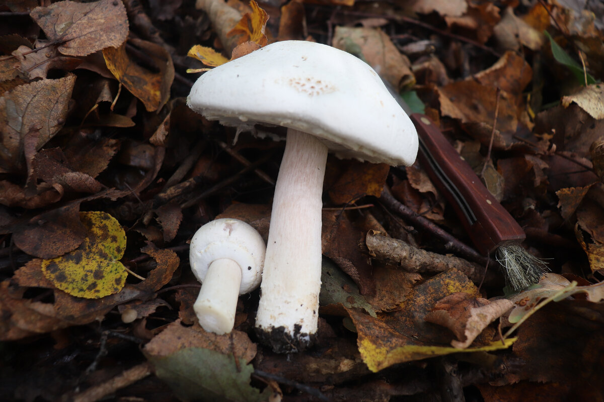 Шампиньон двуспоровый (Agaricus bisporus) популярный съедобный гриб, до недавнего времени, испортил себе репутацию после проведения исследований на мышах.