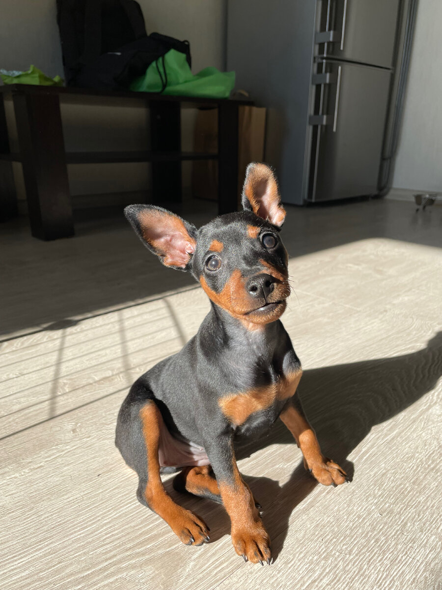 Локаторы Битси до купирования