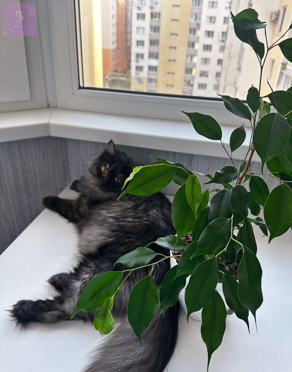Грейя отдыхает под кроной фикуса))