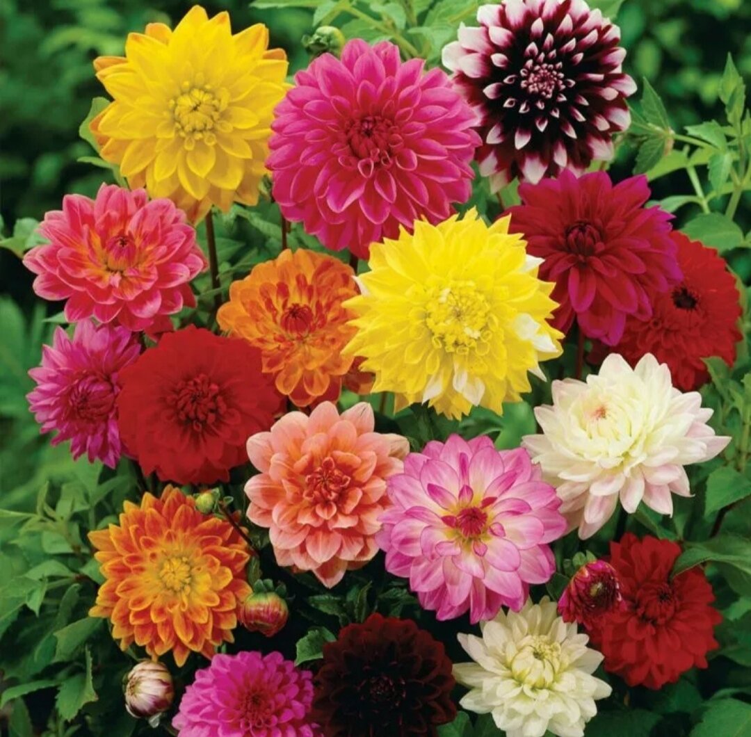 Георгина изменчивая (Dahlia variabilis)