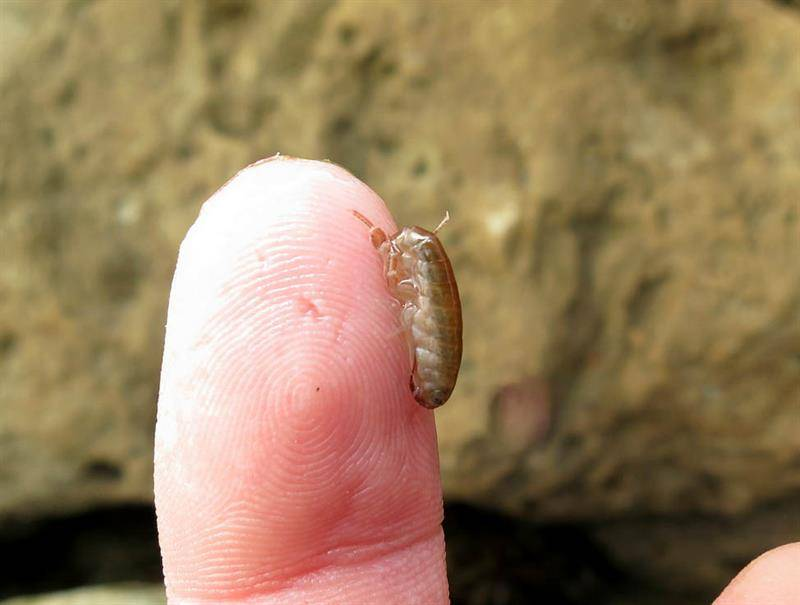 Мужик, ты мне нафиг не сдался! Кинь меня обратно в воду! 