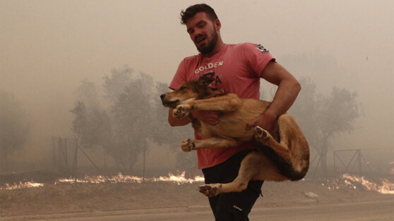   Жертвами крупного лесного пожара на северо-востоке Греции стали 18 человек Богдан Герцен