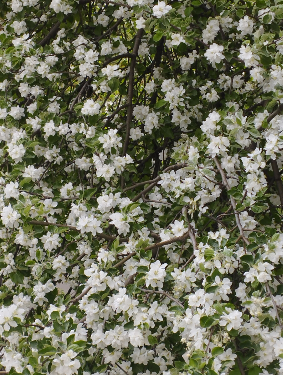 Фото автора. Весеннее цветение
