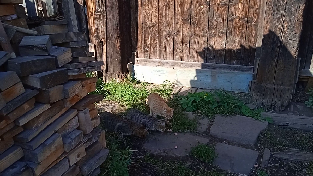 Потом их стало три