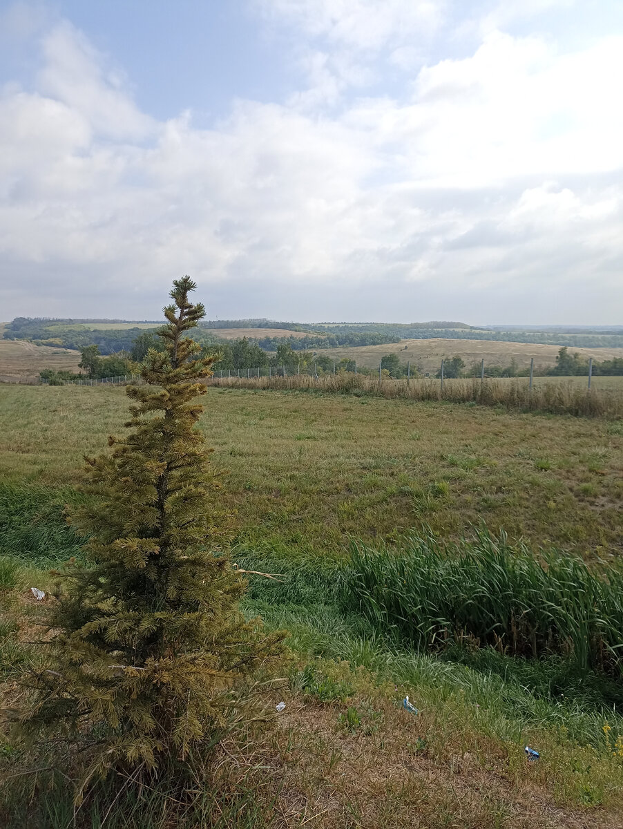 Остановка в Воронежской области