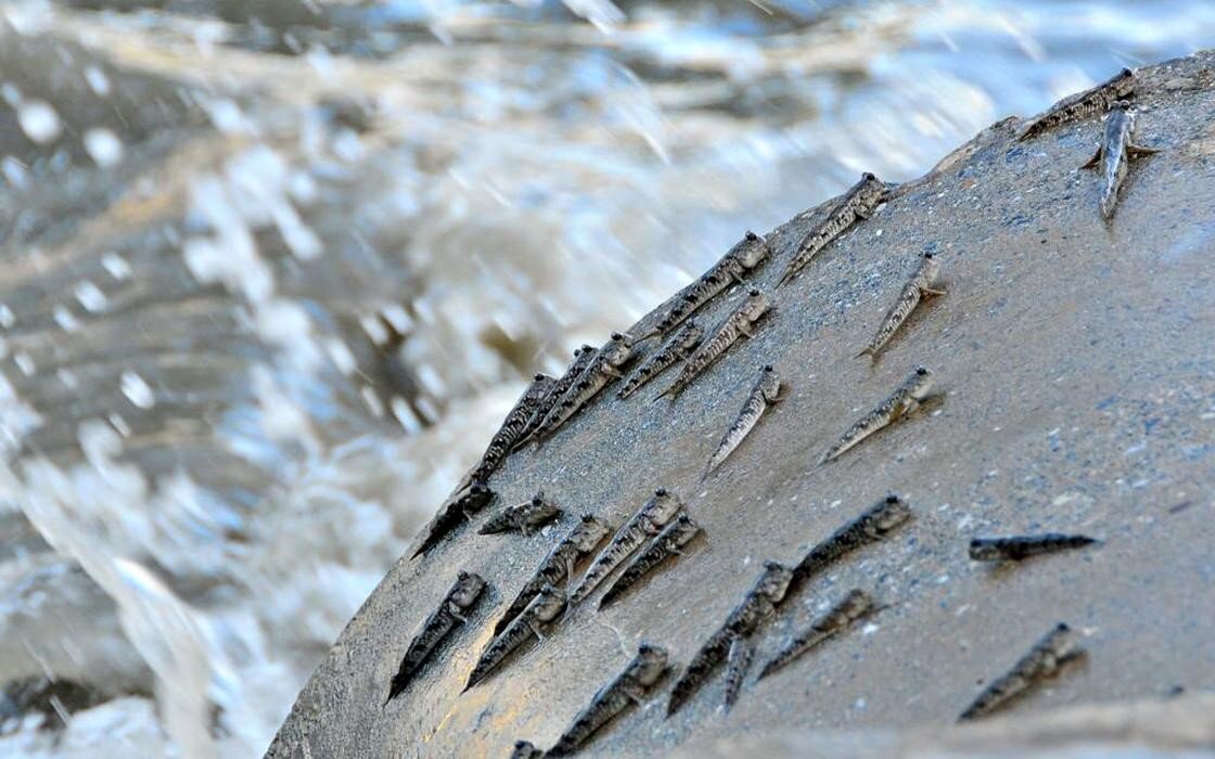 Прыгуны на камне греются на солнце