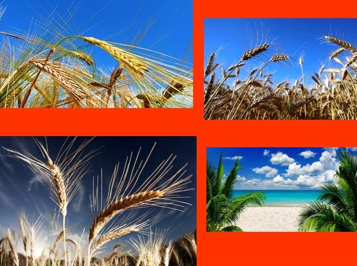 Иллюстрации из источников: 1)	http://kansaspublicradio.org/sites/kansaspublicradio.org/files/wheat-field-1323744.jpg ;
2)	https://m.ru.investing.com/news/commodities-news/article-585023 ;
3)	https://bilder1.n-tv.de/img/incoming/origs897740/4702532822-w1280-h960/12638491.jpg ;
4)	https://img3.goodfon.ru/wallpaper/nbig/4/59/tropical-paradise-sunshine-2050.jpg 
