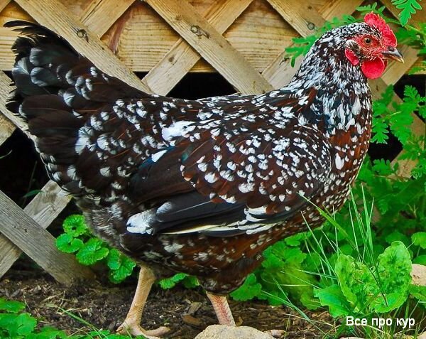 Особенности внешности Суссекс