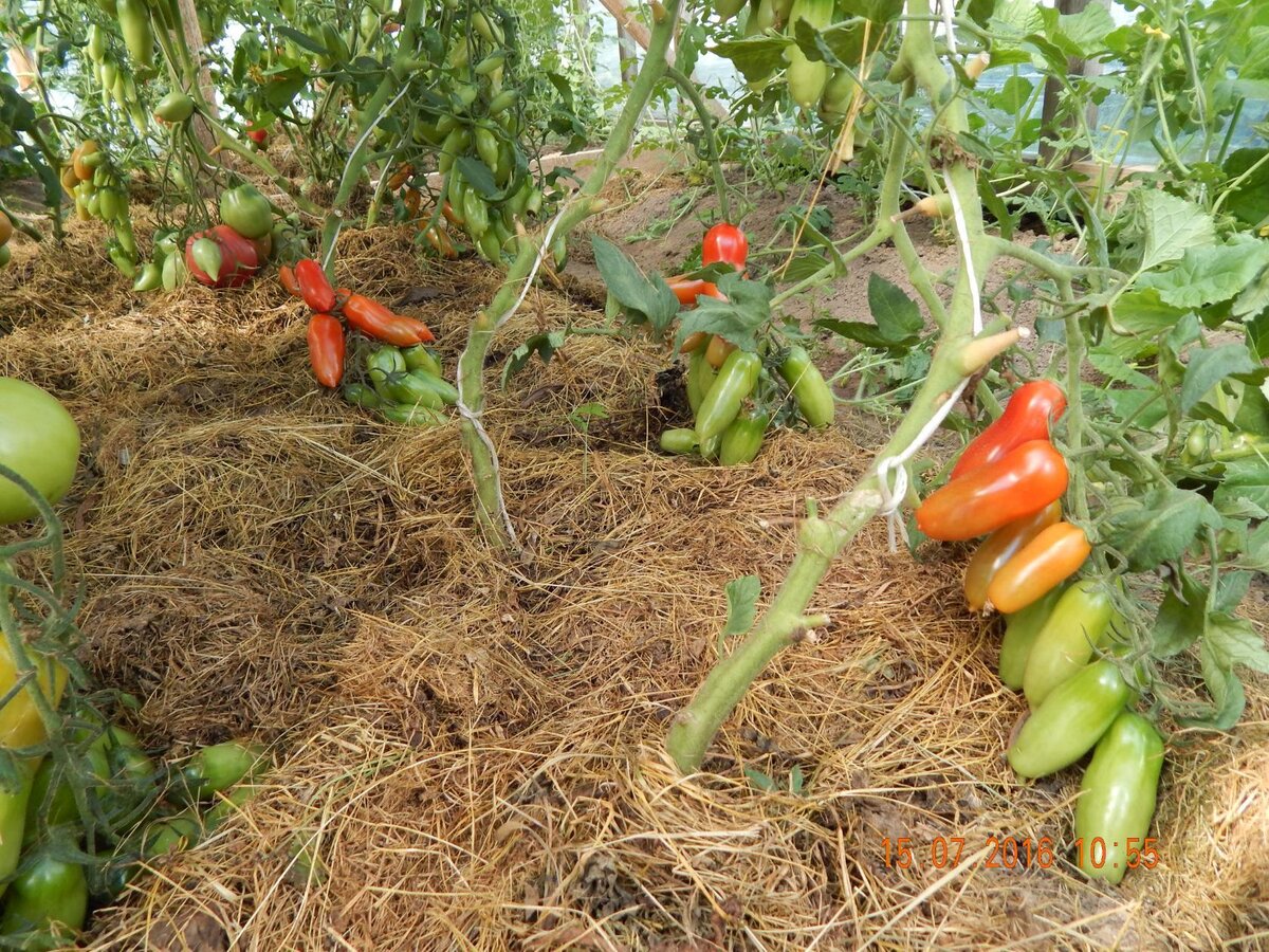  Фляшен томатен, фото автора 