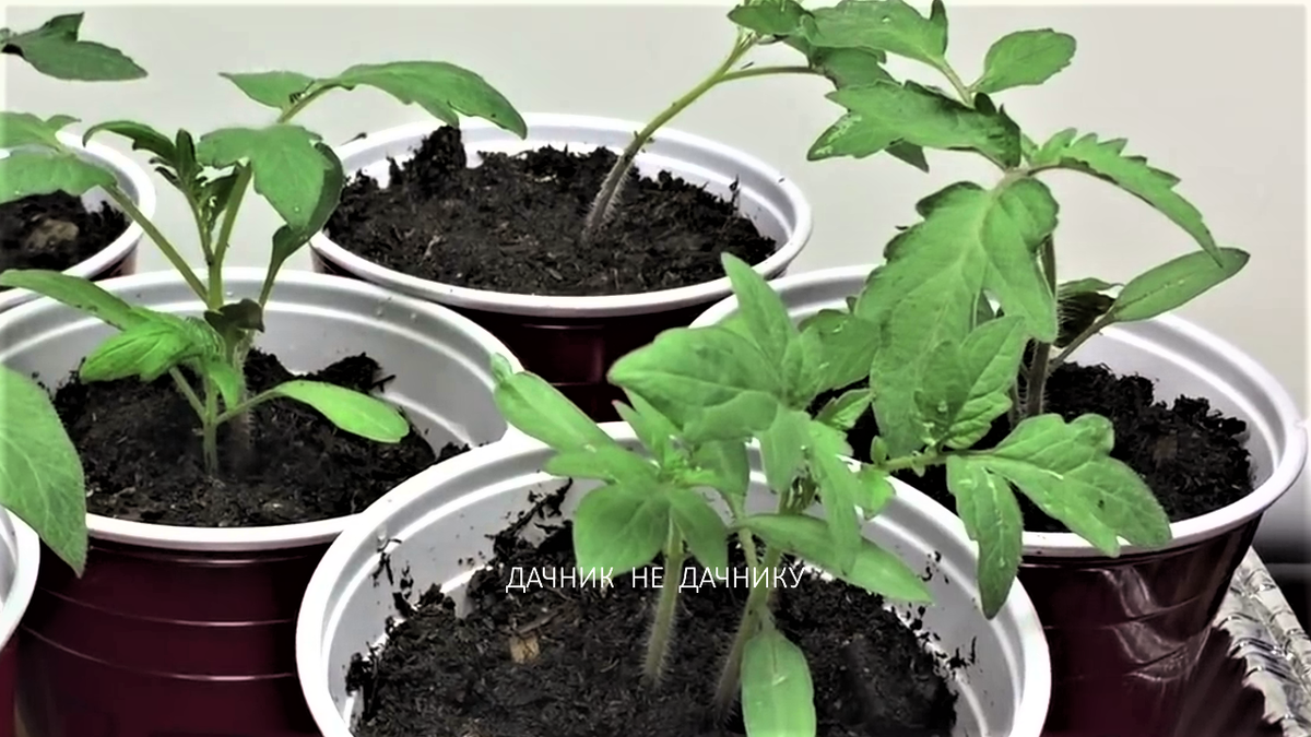 Пикировать рассаду томатов в апреле 2024 года. Пикируем рассаду томатов с Мариной Рыкалиной.