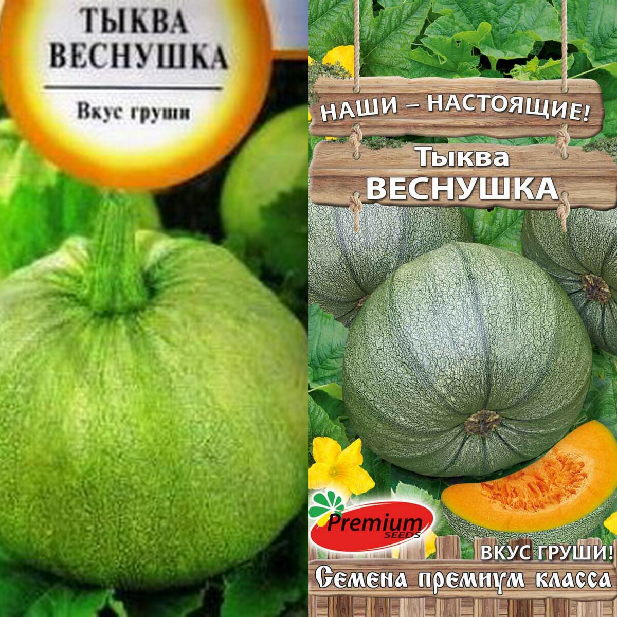 Тыква улыбка фото куста