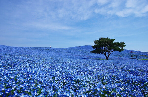 Парк Хитачи (Hitachi Seaside Park). Фото с сайта seedforest.co.th