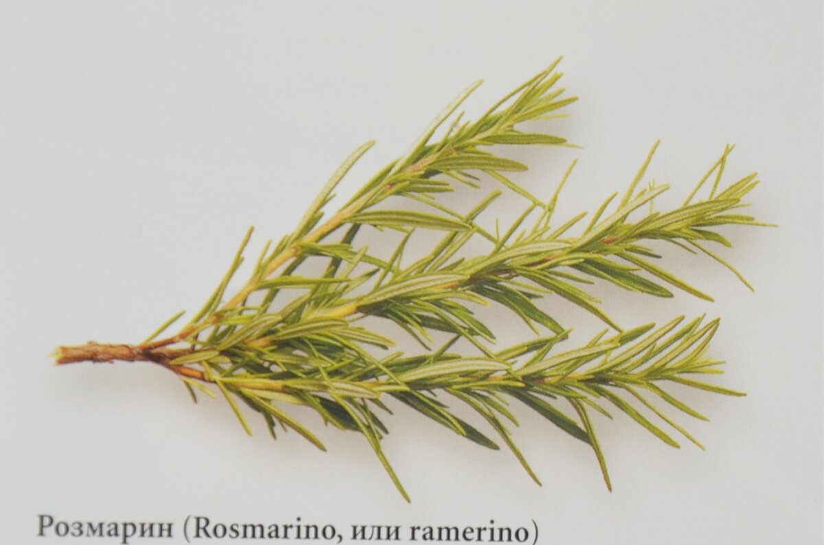 Иллюстрация из книги "Италия: Гастрономия"