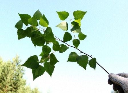 Вот такие должны быть веточки.