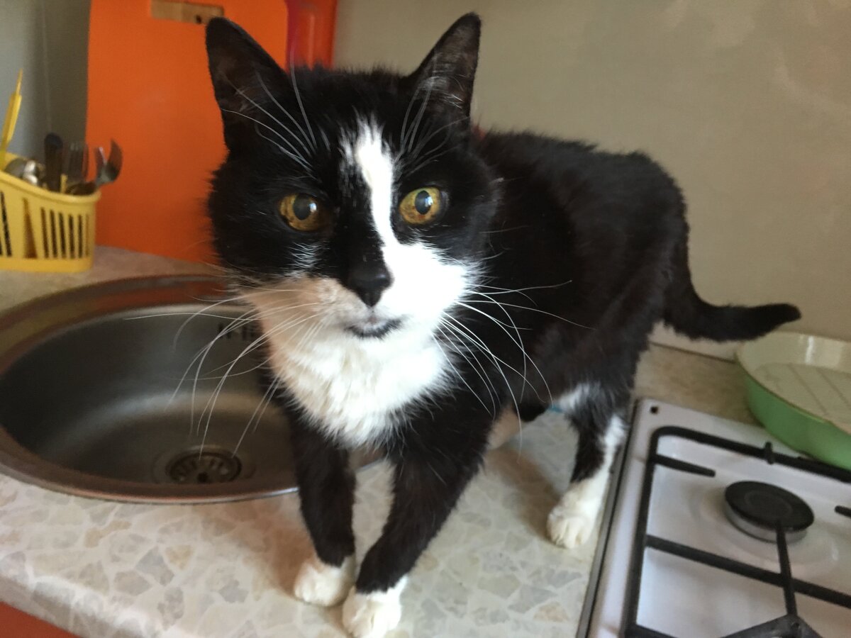 Старая кошка: Клёпе 20 лет 