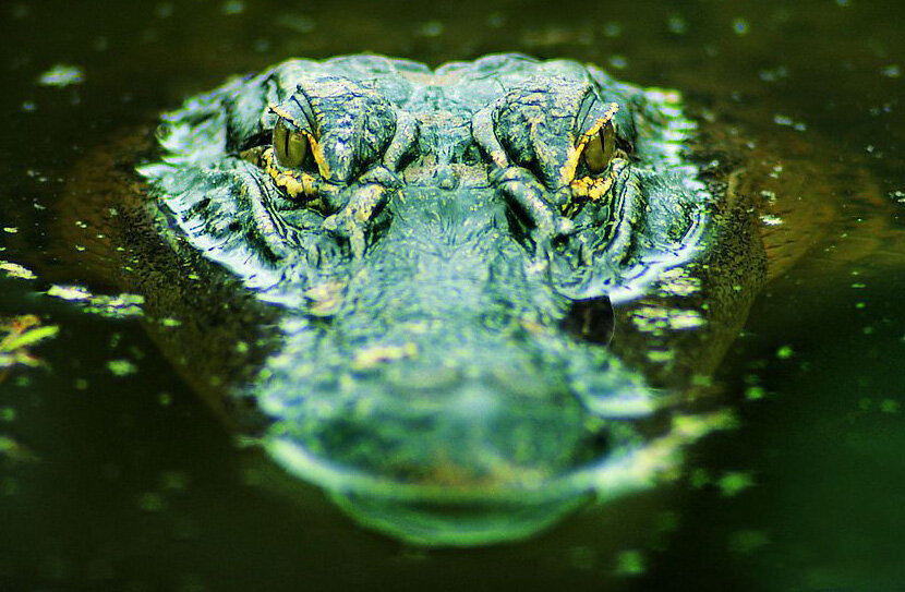 Изображение взято из https://web-zoopark.ru/reptilii/kak_ohotitsya_krokodil.html