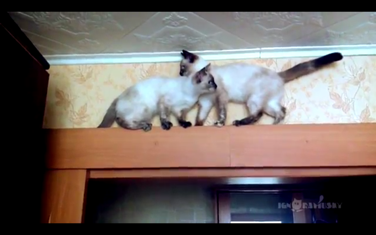 Кадр видео youtube.com/ignoramusky