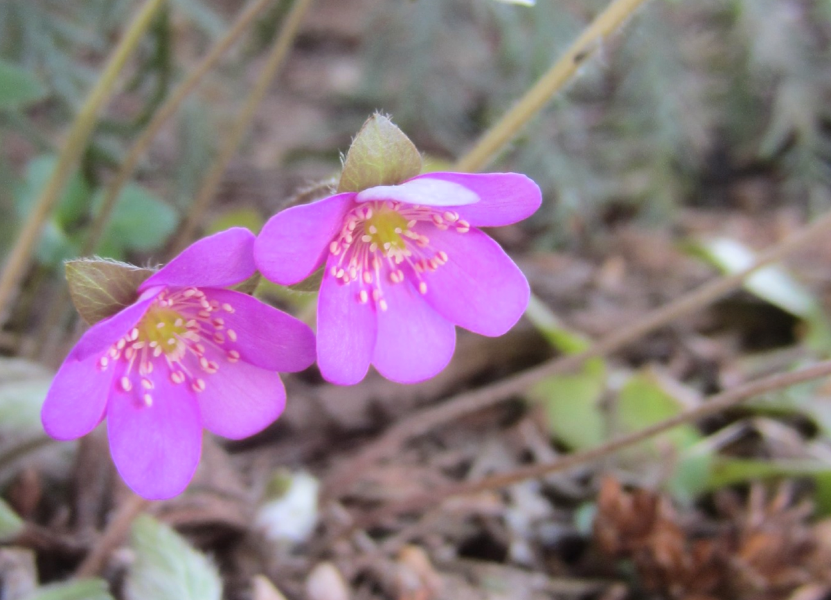 Печёночница в нашем саду. Была обычного, нежного голубовато-сиреневого оттенка, теперь сами собой получаются и такие!