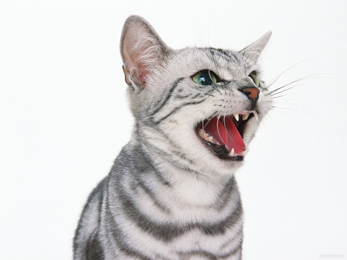 Почему кошка мяукает. ТОП-10 причин | Коты и кошки | Дзен