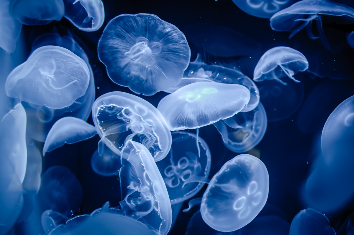 Вид сцифоидных из отряда дискомедуз (Semaeostomeae). Населяет прибрежные воды морей умеренного и тропического поясов, в том числе — Чёрное и Средиземное моря.