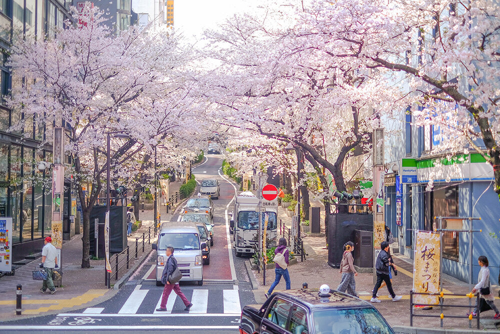 Цветущая сакура в Сибуя