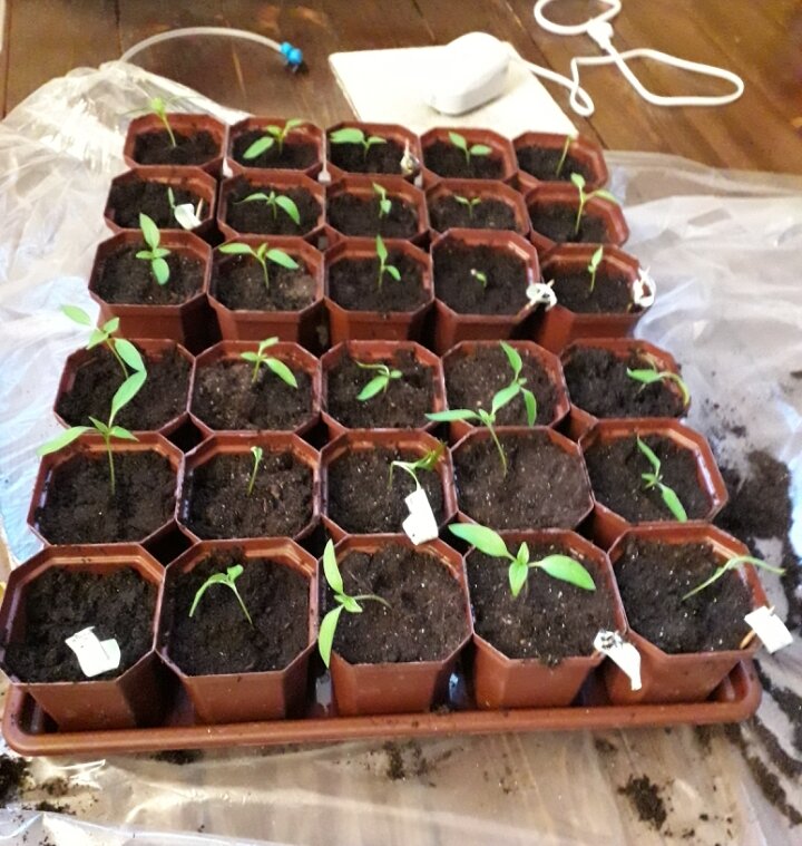 Пикировка петунии. Вербена пикировка рассады. Рассада помидор. Когда нужно ставить рассаду. Испуганная рассада.