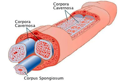 Doğal Penis Büyütme Yöntemleri 