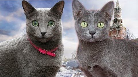 Корат и Русская Голубая Кошка