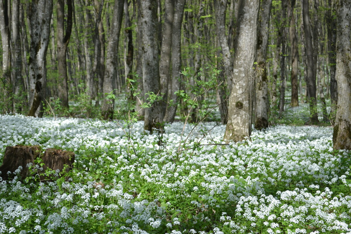 Цветет толстостенка (Архиерейская лесная дача)