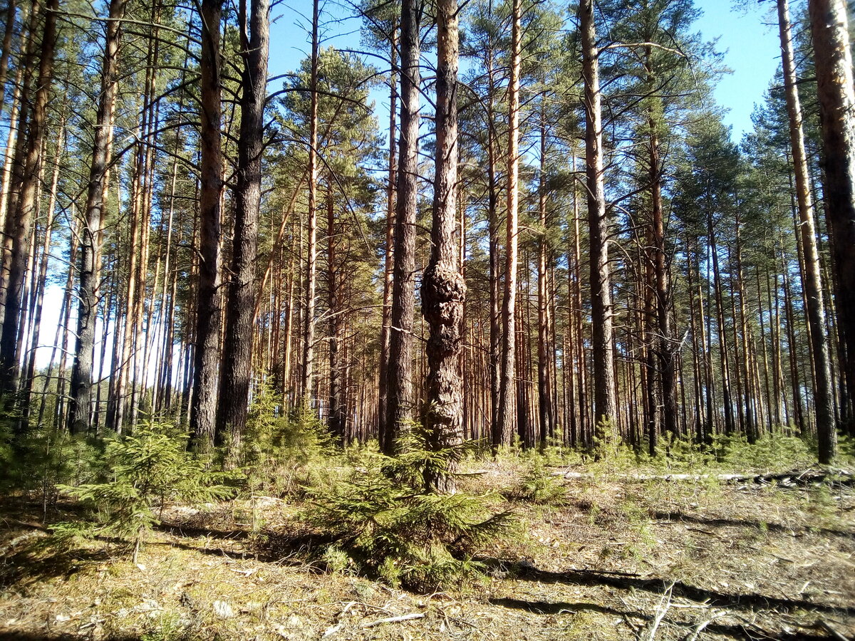 Что будет на месте лесной были. Лесопарк сосны Петровск. Лес сосны в Петровске. Саловский Бор Городищенский район. Лес ЛЕНОБЛАСТЬ.