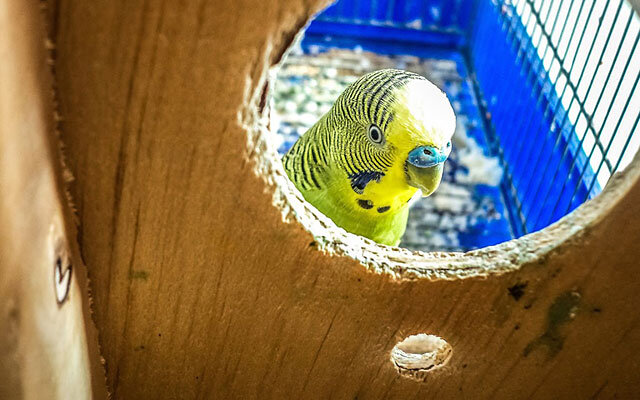 Гнездовой домик своими руками | Форумы о попугаях мебель-соня.рф