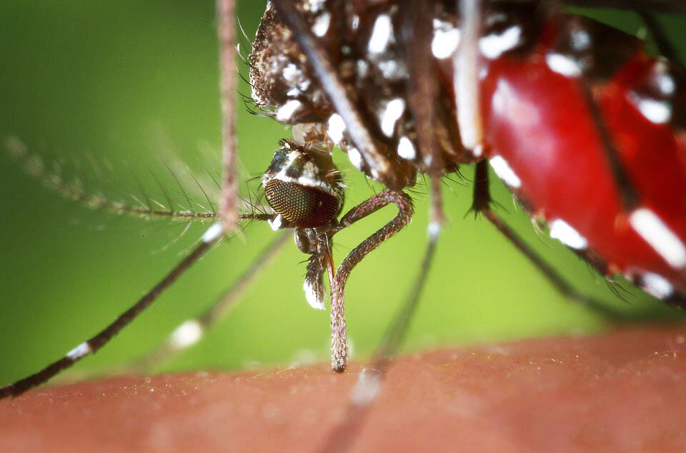 Может ли комар лопнуть от переедания?