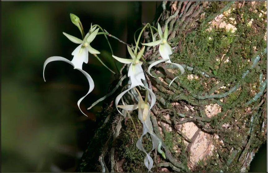 Призрак, лягушка, симбионт – это все про орхидею, произрастающую на деревьях.  Особенностей столь редкого растения много: · полное отсутствие листвы; · корни наружу; · селится на деревьях и др.-2