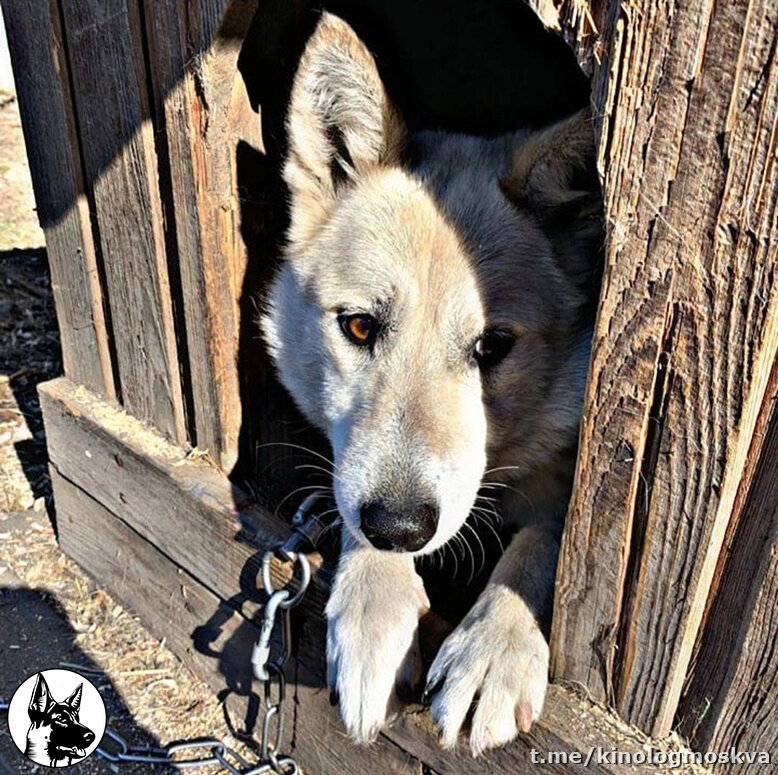  Приютские собаки