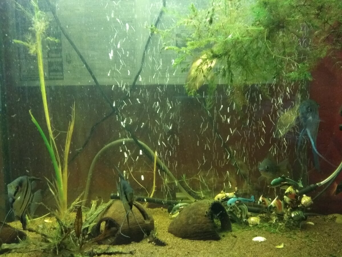 Аквариум