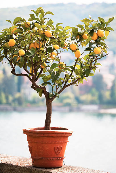 Фото: istockphoto.com