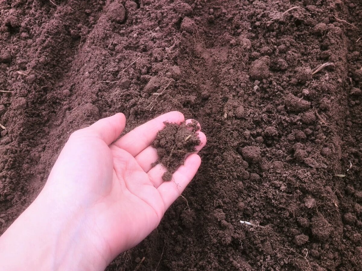 Определение кислотности почвы осенью.