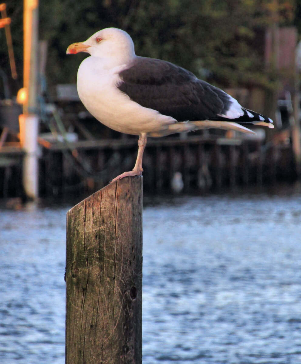 Источник: Яндекс. Картинки. Ссылка: https://get.pxhere.com/photo/seagull-bird-vertebrate-beak-water-seabird-gull-shorebird-great-black-backed-gull-charadriiformes-wildlife-western-gull-european-herring-gull-stork-water-bird-ciconiiformes-stilt-tail-wing-1585719.jpg