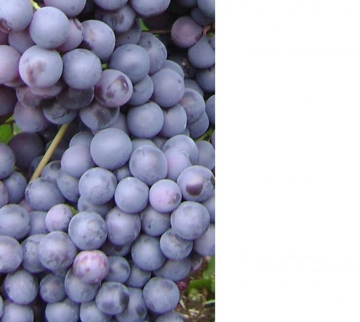 Проверенные временем, лучшие сорта винограда для Средней полосы России(фото)