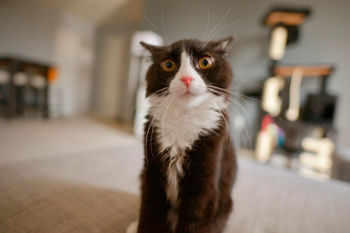 Фото из интернета, но передает эмоциональное состояние животного