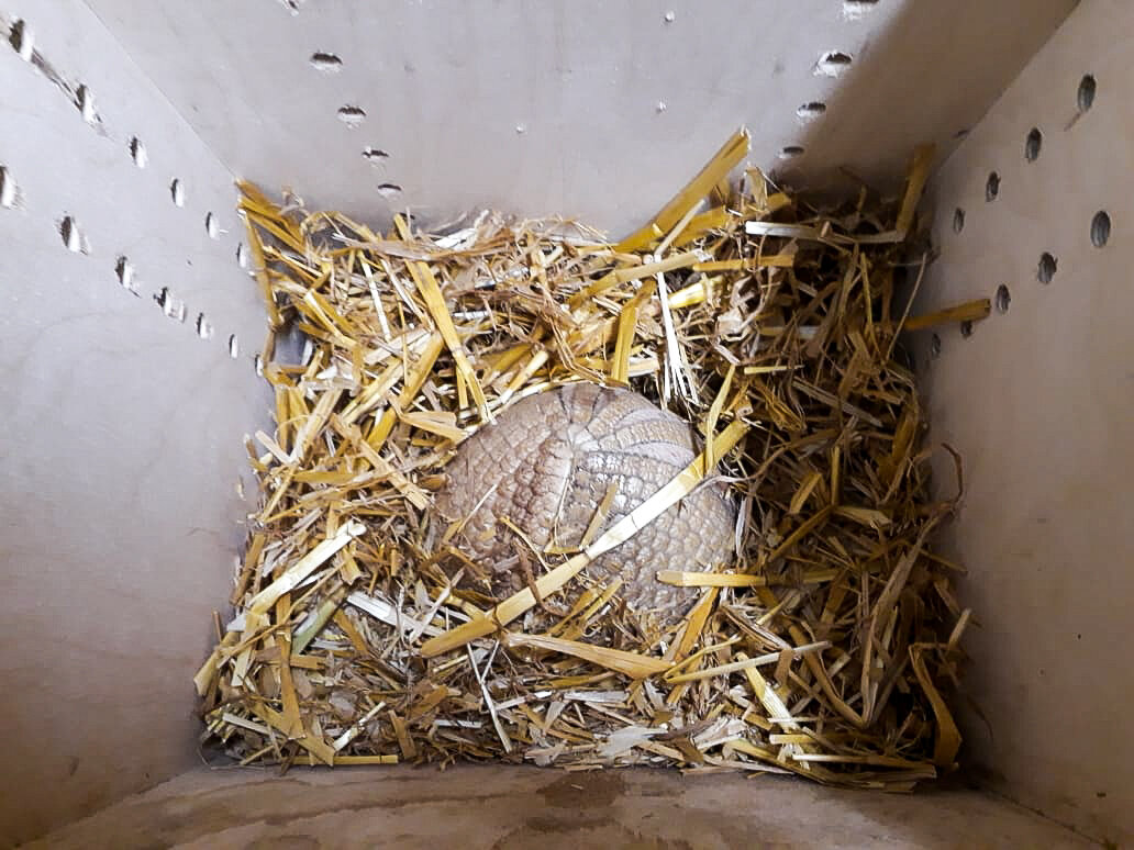 Трехпоясный шаровидный путешественник