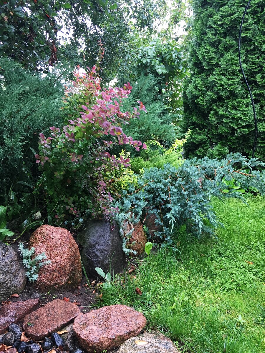 Хвойный мини-миксбордер 