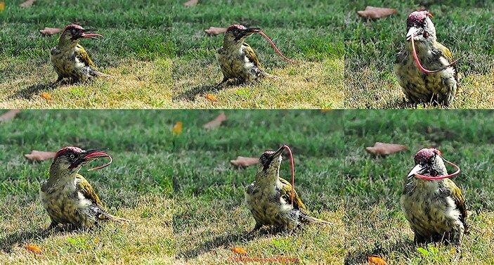 Зеленый дятел (Picus viridis) показывает виртуозное владение своим длинным языком (10 см при длине тела 33–36 см). Фото с сайта flickr.com/photos/nikkorglass.