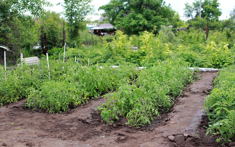 Типичный российский огородик.