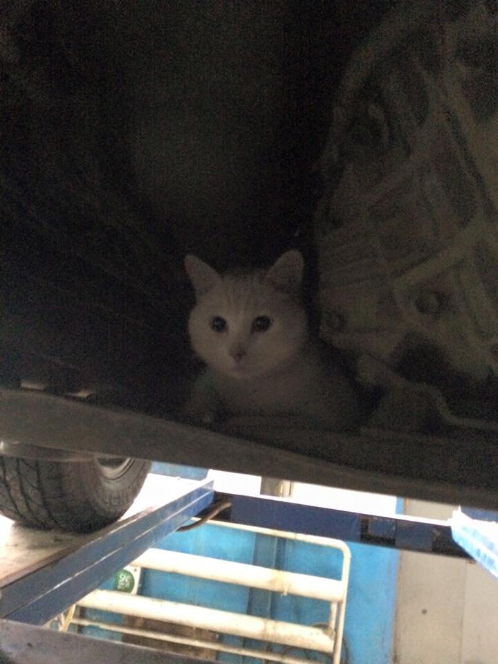 Кот в машине