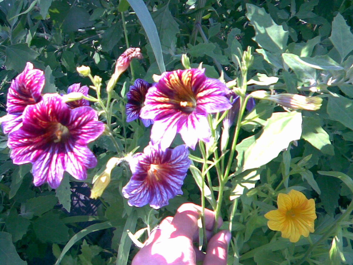 В течение вегетации цветок сальпиглоссиса меняет свою окраску