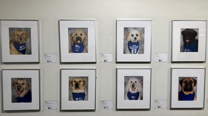 Фотогалерея собак-терапевтов в детской больнице в Акроне